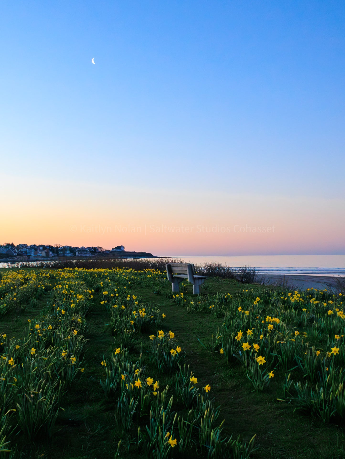 Blank Greeting Card - Newport Daffodil Sunrise - Singular Card and Envelope - Coastal Stationery