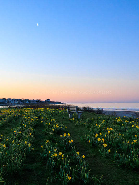 Blank Greeting Card - Newport Daffodil Sunrise - Singular Card and Envelope - Coastal Stationery