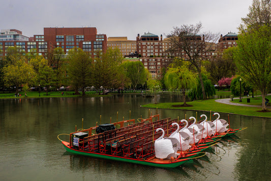 Blank Greeting Card - Boston Swan Boats - Singular Card and Envelope - New England Stationery