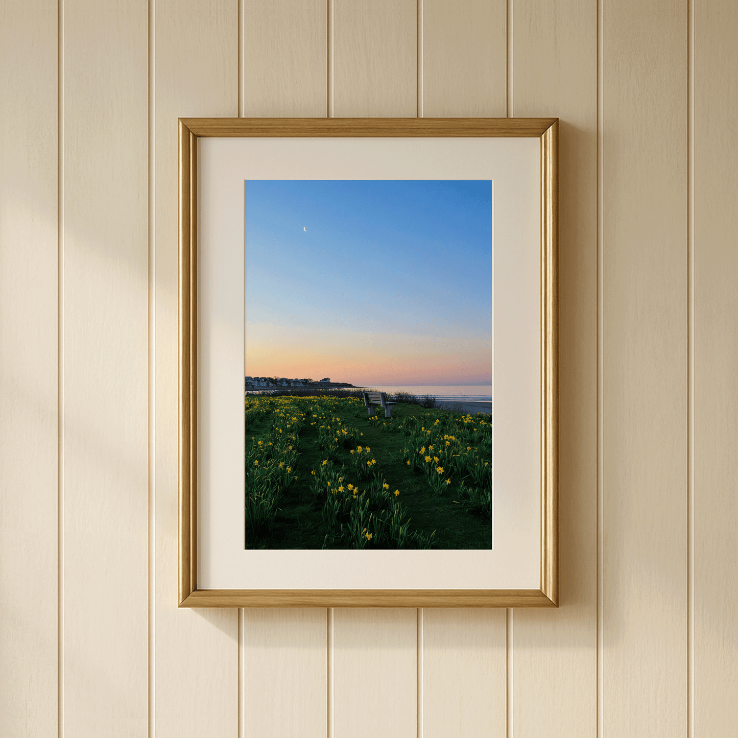 Daffodil Sunrise, Newport — Rhode Island Photography